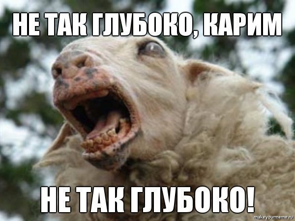 600x450, 53 Kb / овца, карим