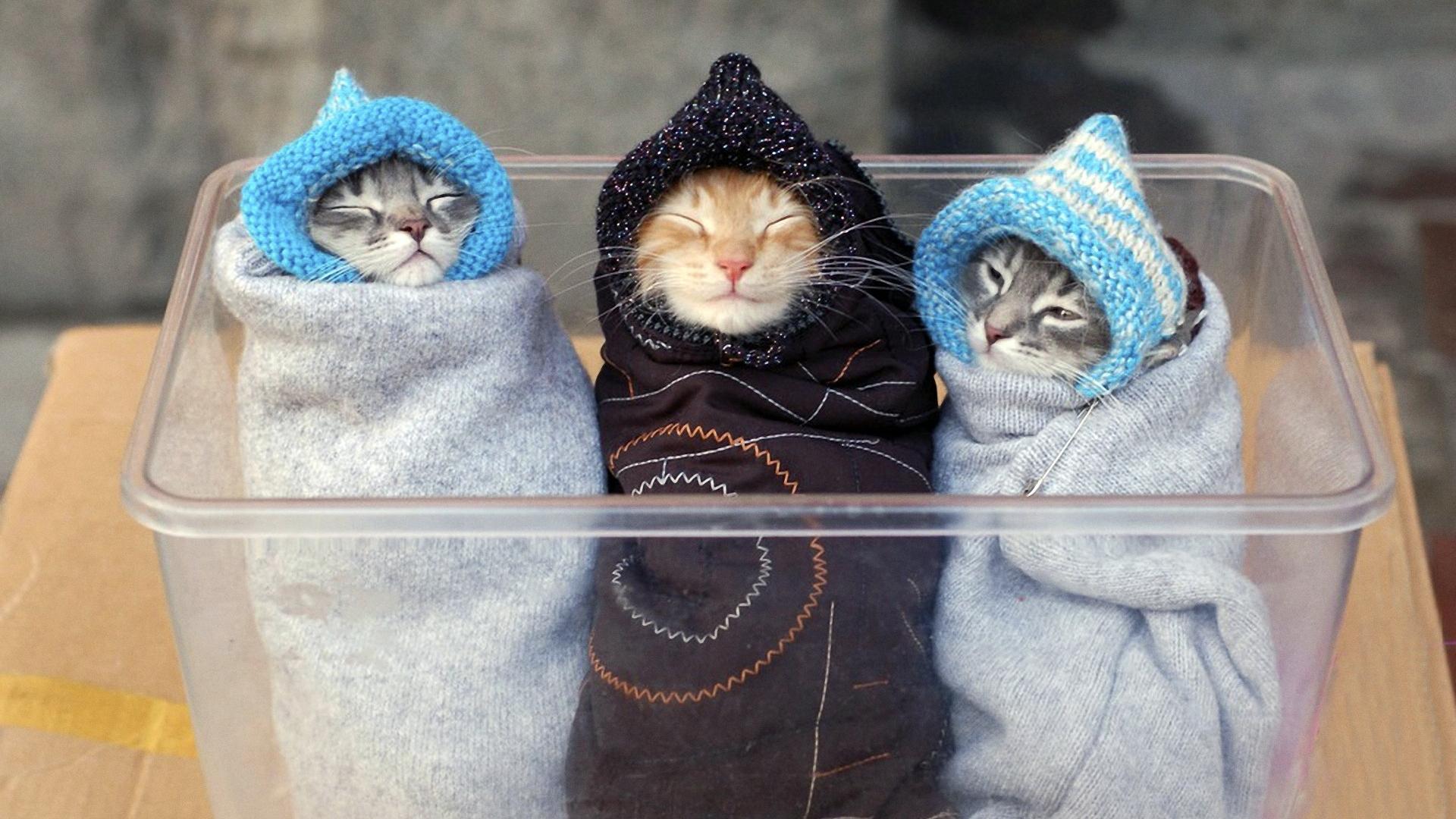 1920x1080, 252 Kb / кошки, шапки
