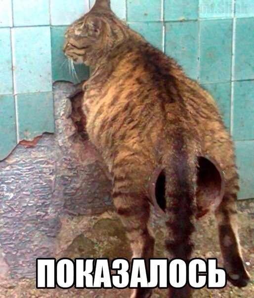 514x604, 50 Kb / показалось, кот, труба, анал, хвост