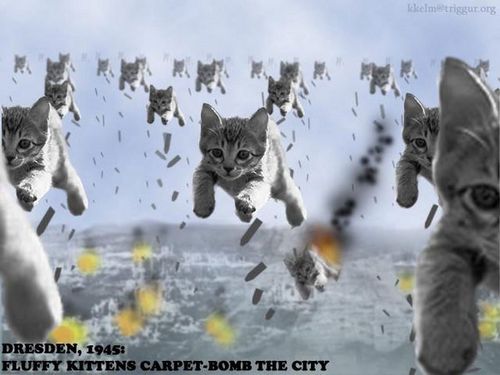 500x375, 31 Kb / котята, бомбометания