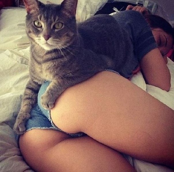604x597, 70 Kb / котэ, жопа, шорты, одеяло