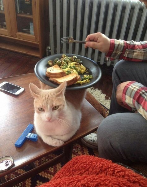 475x604, 68 Kb / котэ, жратва, стол