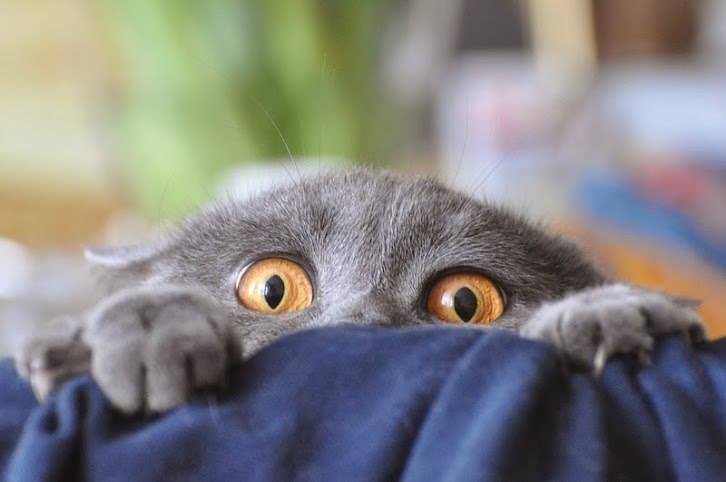 726x482, 29 Kb / котэ, глаза, охотник