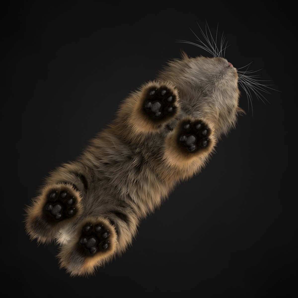1200x1200, 133 Kb / котэ, лапы, снизу