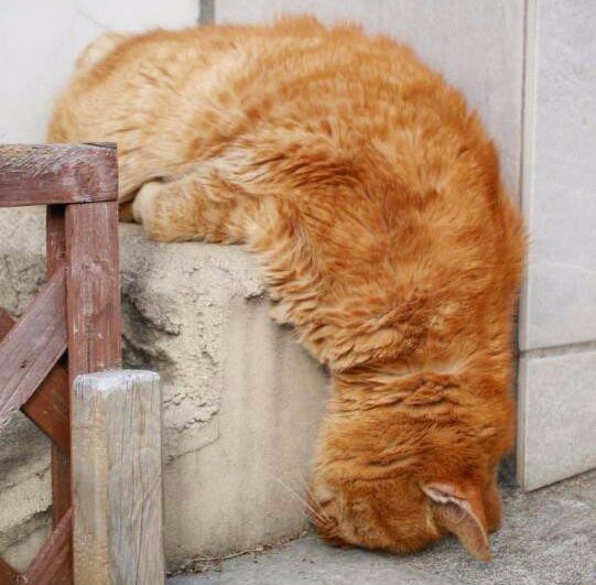 541x531, 57 Kb / лень, кот