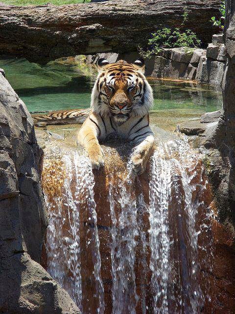 480x640, 134 Kb / тигр, водопад