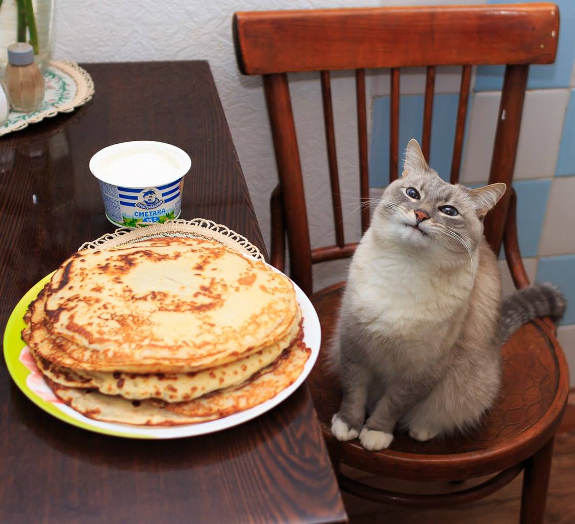 1124x1024, 113 Kb / котэ, блины, сметана, стол, стул, наглая морда