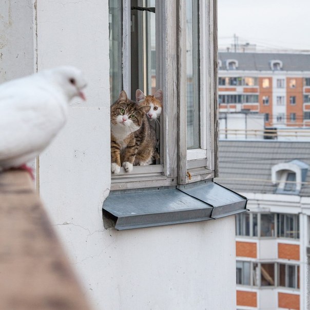 604x604, 60 Kb / голубь, крыша, коты, взгляд