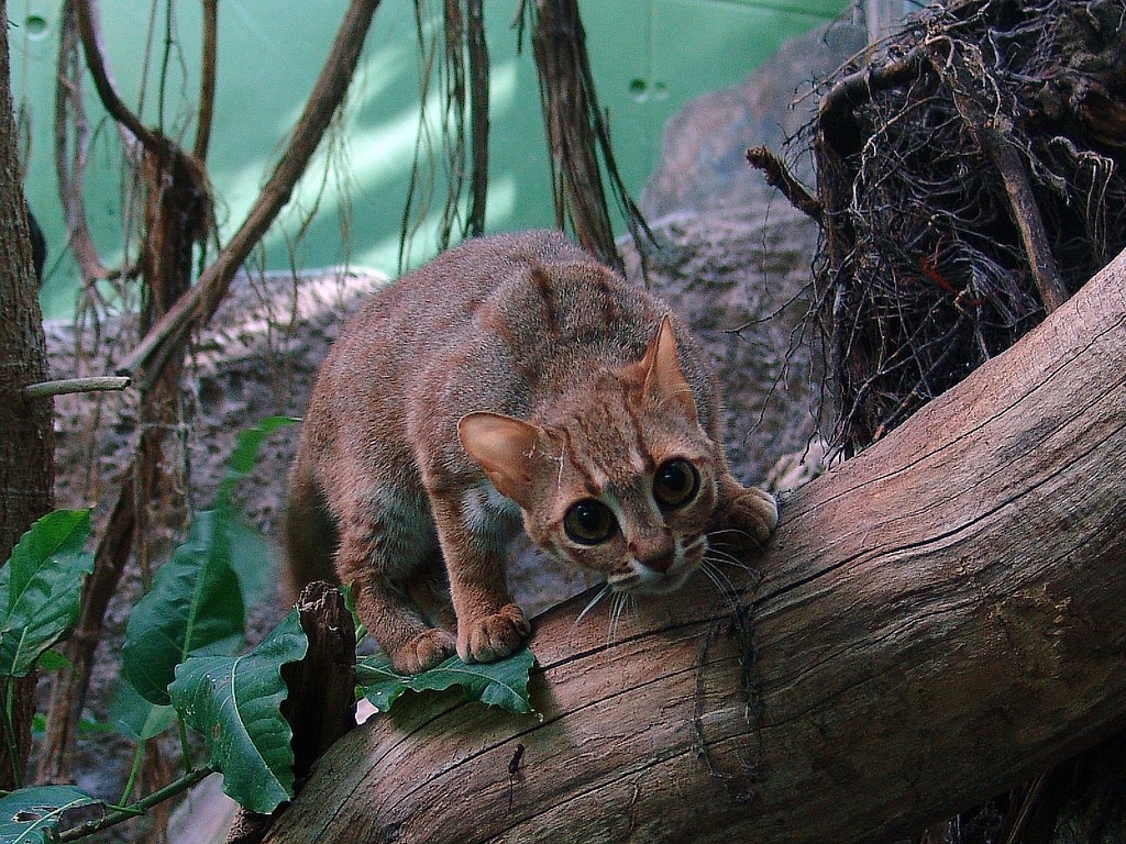 1024x768, 337 Kb / котэ, дикая кошка, лес, дерево