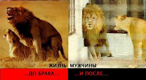 470x258, 24 Kb / львы, брак