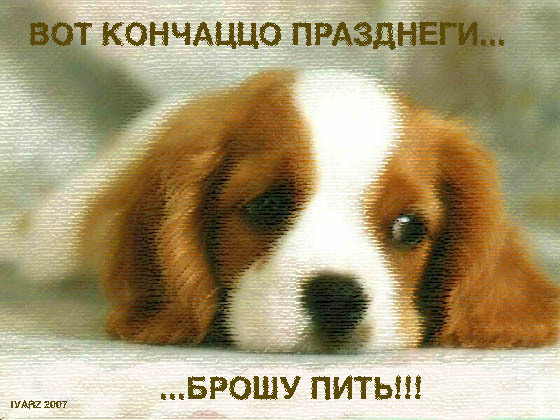560x420, 84 Kb / собака, праздники
