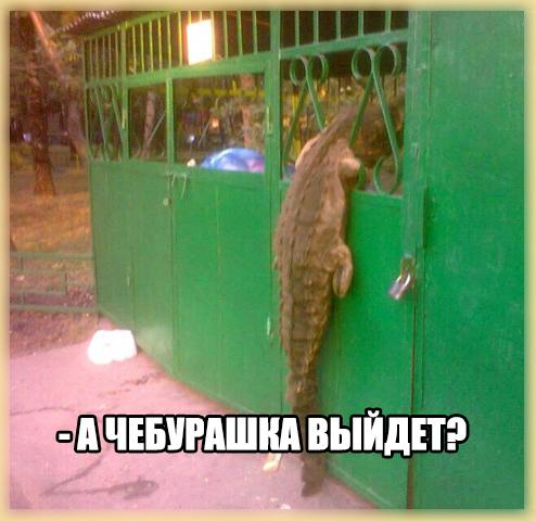 494x480, 35 Kb / крокодил, забор, чебурашка