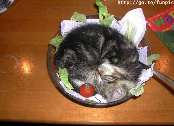 589x427, 32 Kb / котёнок, тарелка, салат