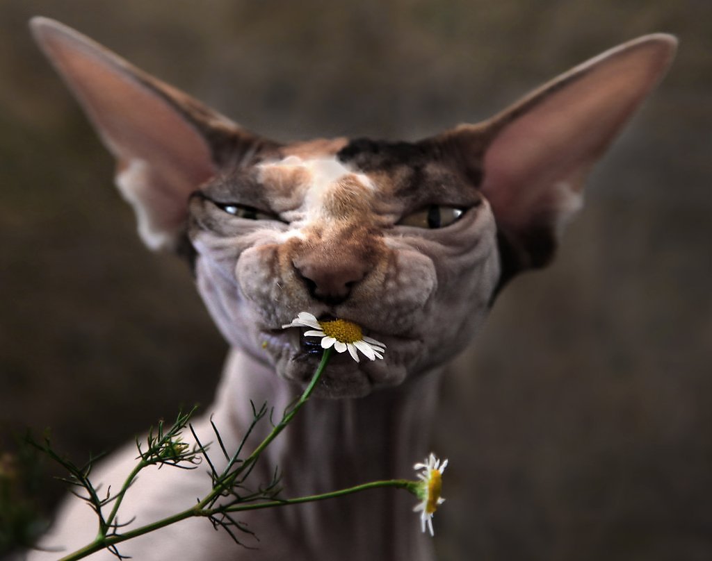 1024x808, 69 Kb / кот, цветок, ромашка, уши, боярский