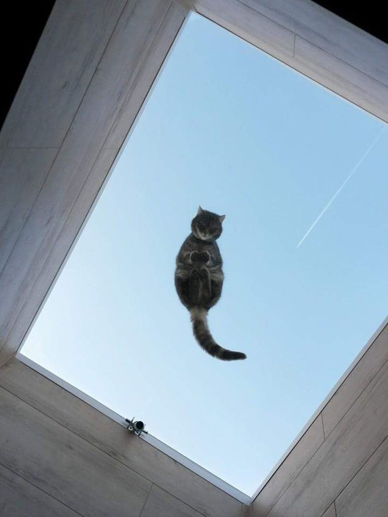 800x1066, 85 Kb / котэ, окно