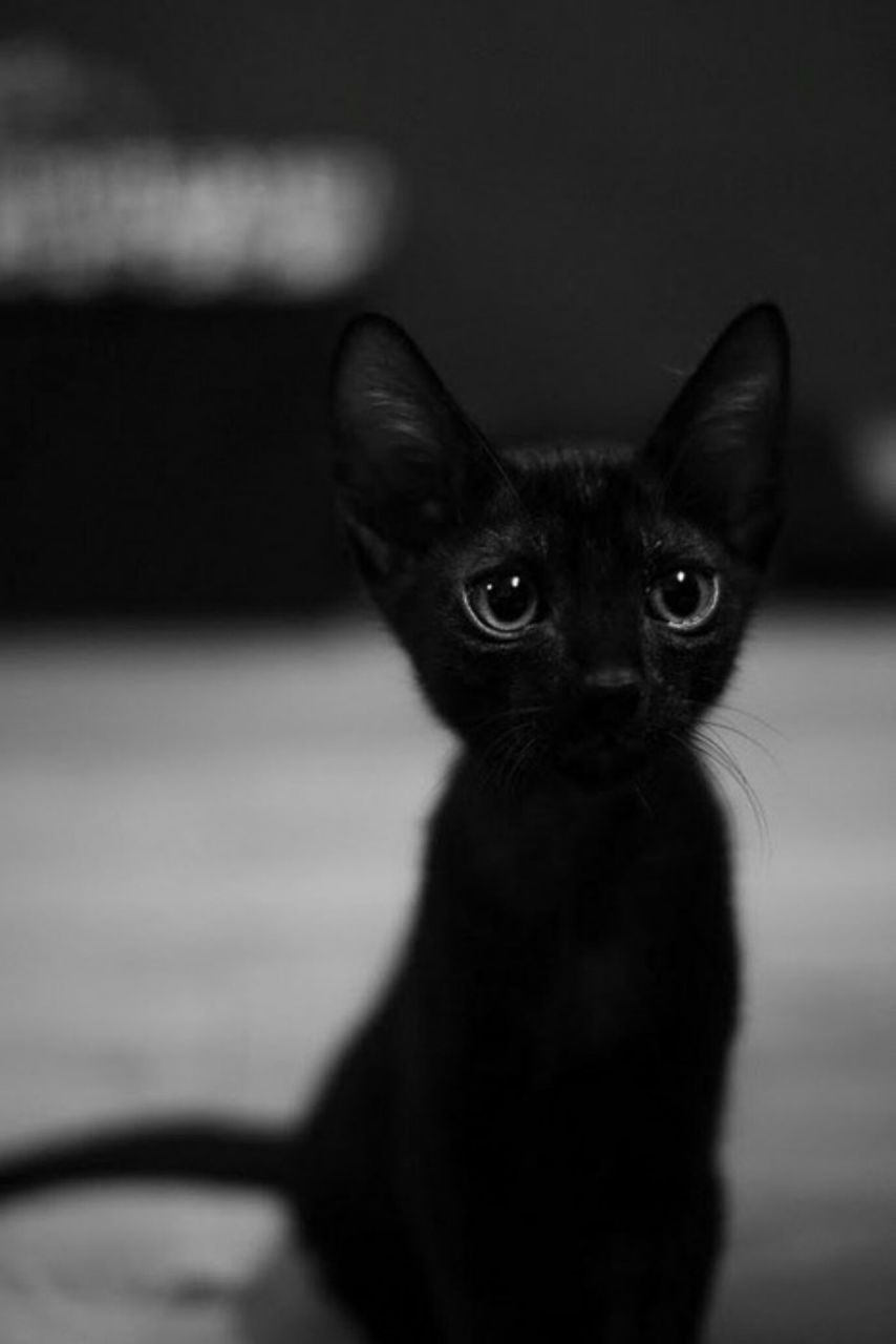 854x1280, 38 Kb / черный, котенок