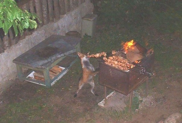 604x411, 56 Kb / лисица, шашлык, ворье