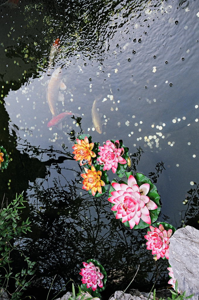 679x1024, 353 Kb / кувшинки, рыбы, монетки, вода