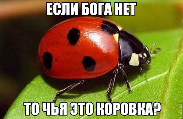 600x390, 57 Kb / божья коровка