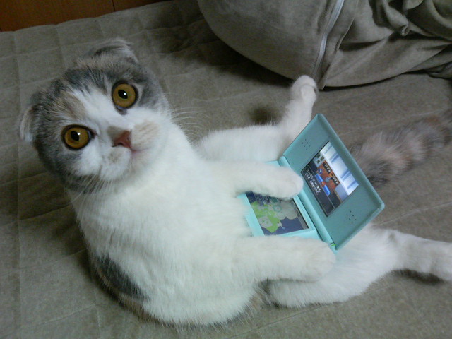 640x480, 75 Kb / кот, блог