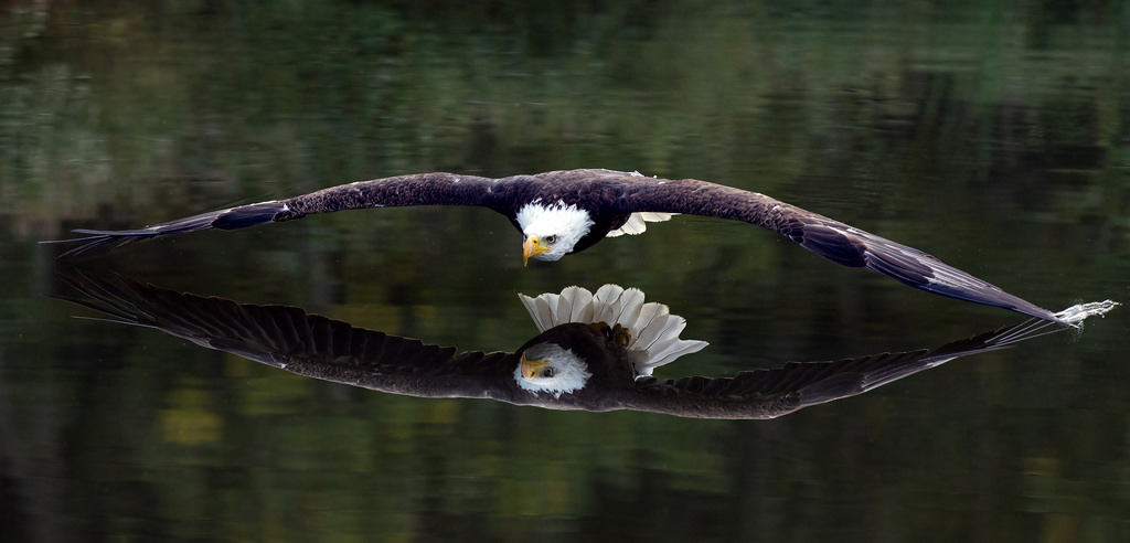 1024x492, 176 Kb / орёл, вода, отражение