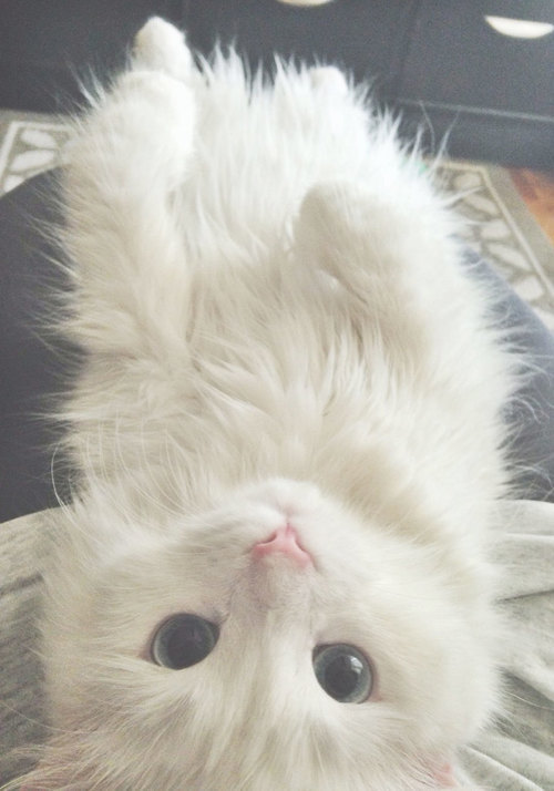 500x714, 59 Kb / белый кот, взгляд, милота