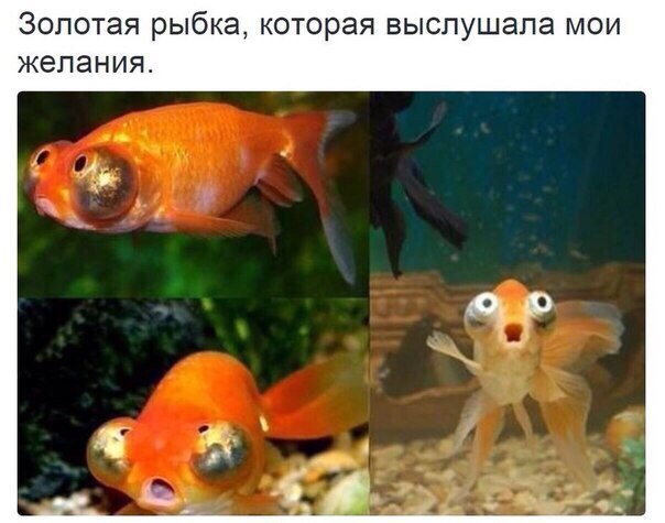 604x475, 49 Kb / Золотая, рыбка