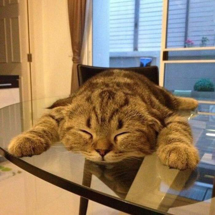 700x700, 113 Kb / кот, стол, стекло