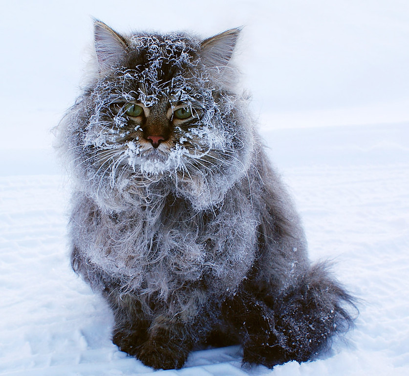 837x768, 198 Kb / кот, котэ, иней, зима, грустно, взгляд, снег