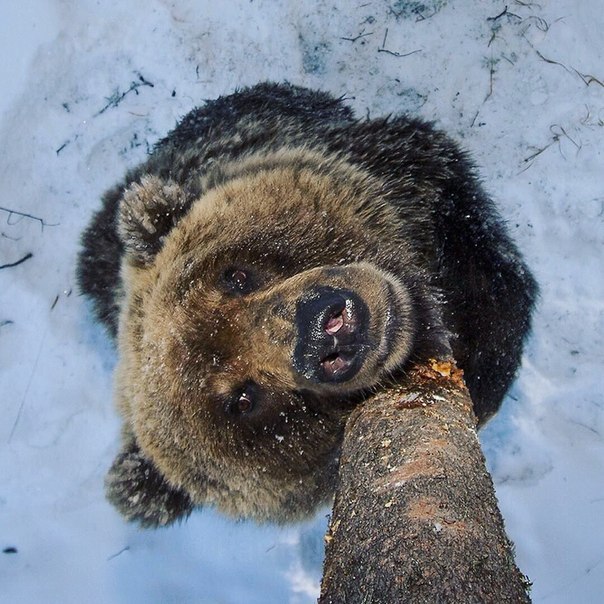 604x604, 103 Kb / медведи, люди, деревья, медведь