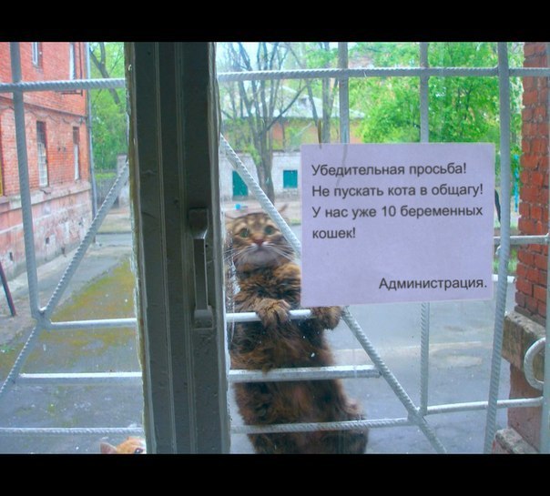 604x545, 70 Kb / объявление, кот, дверь