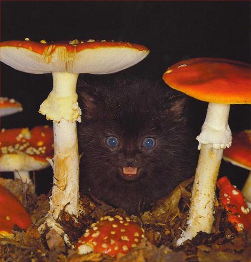 499x521, 373 Kb / мухоморы, котенок