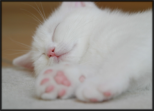 530x380, 52 Kb / котенок, сон