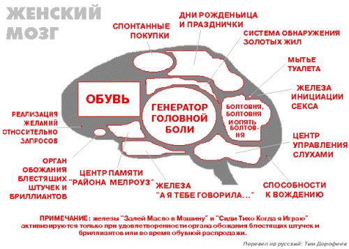 500x357, 46 Kb / мозг женщины