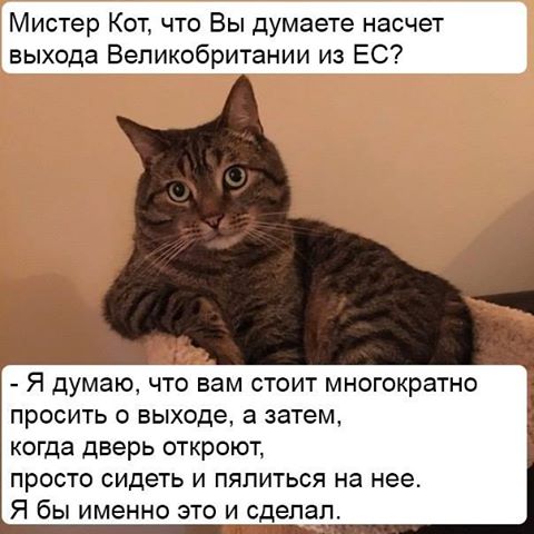 480x480, 40 Kb / мистер, кот, выход, из, ЕС, дверь