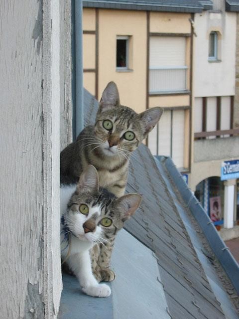 480x640, 53 Kb / коты, окно, ахуй
