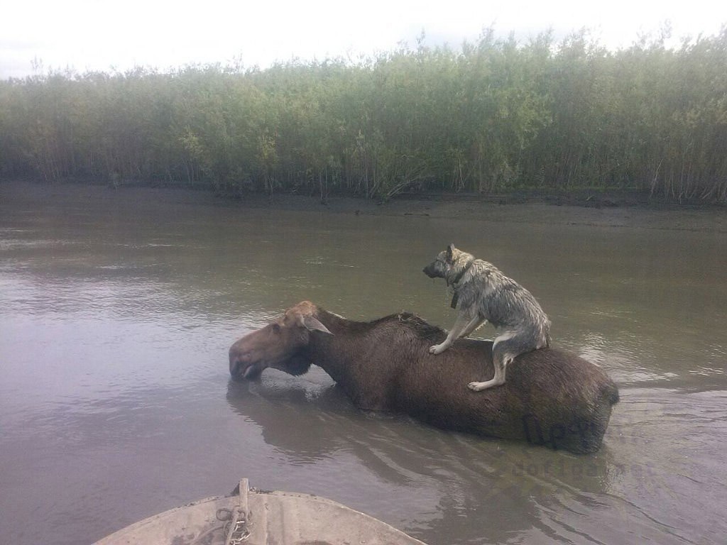 1024x768, 133 Kb / лось, собака, вода