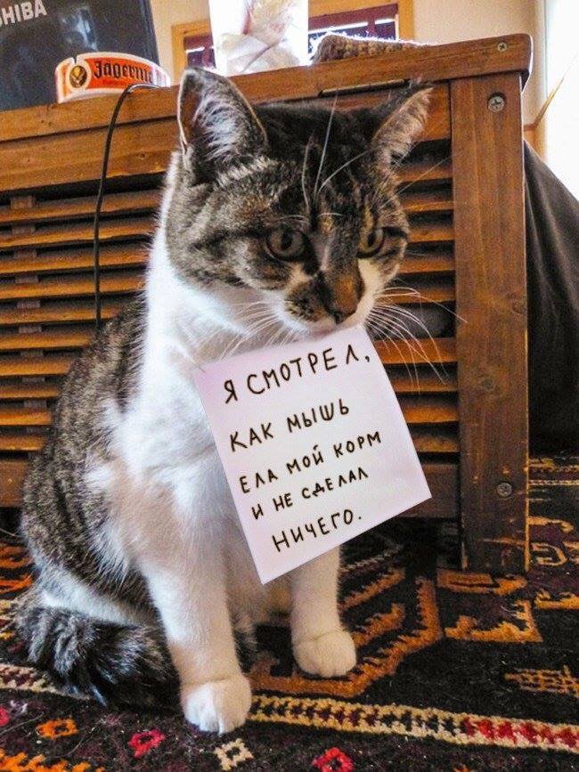 650x867, 135 Kb / кот, мышь, корм, табличка, позор