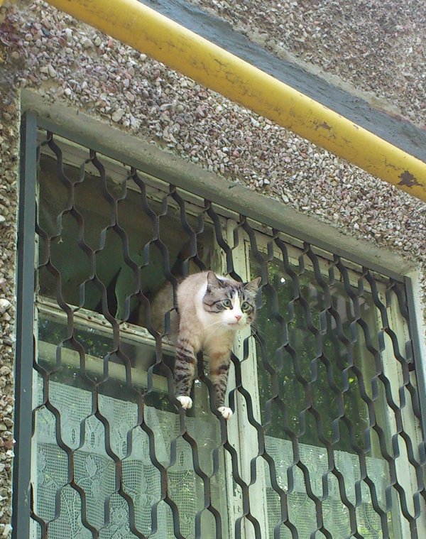 600x759, 132 Kb / кот, форточка, решетка