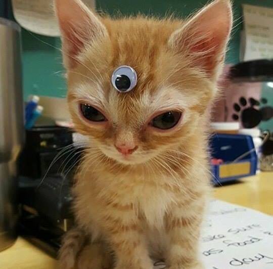 540x532, 34 Kb / котёнок, третий, глаз