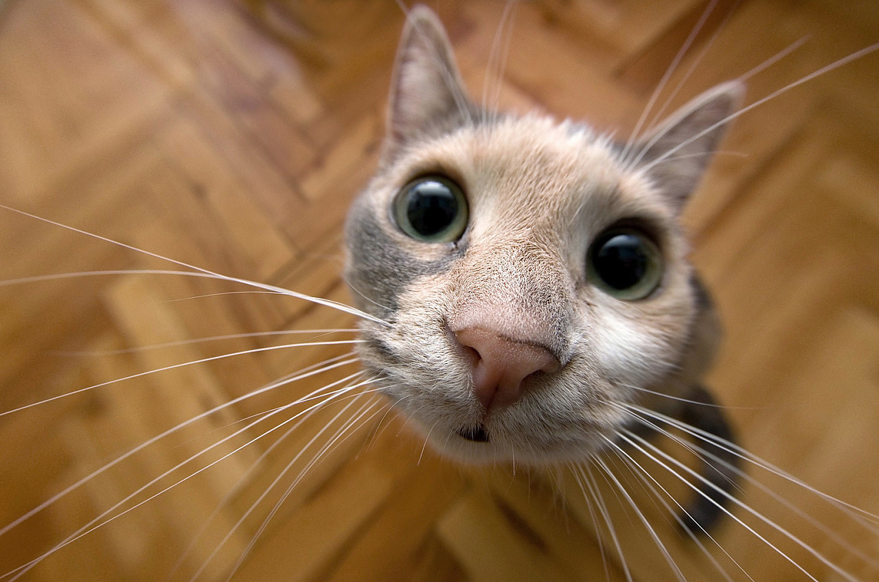 1280x848, 353 Kb / кот, паркет