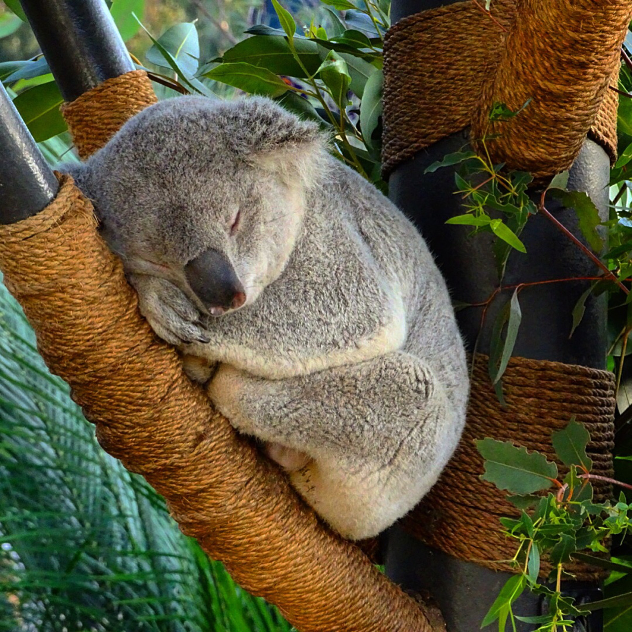 1280x1280, 631 Kb / коала, спит