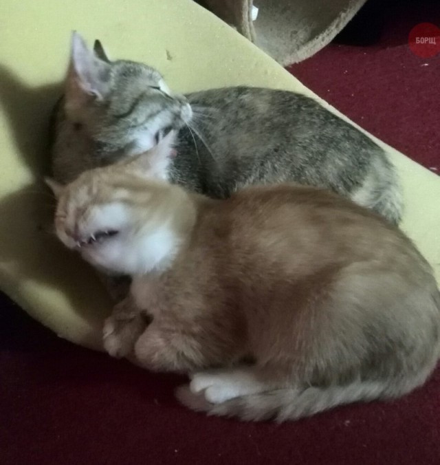 640x676, 71 Kb / котэ