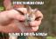 летучая мышь, тьма, смерть