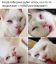 белый, кот, хочет, спать, спит