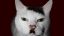 котик, милота, гитлер, усы