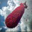 небо, бомба, цветы, Marcus Conge