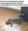 кот, горшок, несчастный случай