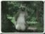 гиф, яйца, gif