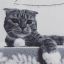 Котэ, ч/б, гирлянда